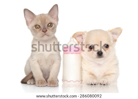 Kitten and puppy near baby bottle on a white background