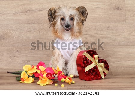 Chinese shaggy Crested dog with red heart and flower on wooden background