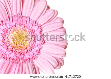 Pink+gerbera+daisies+wallpaper