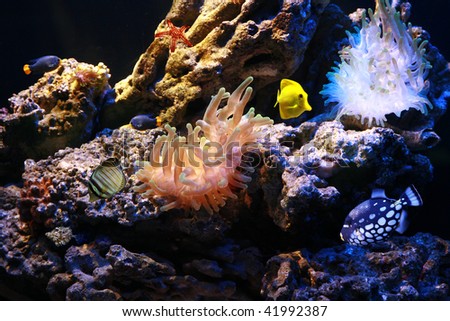Underwater image of tropical fishes
