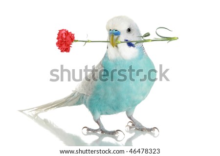 Red Budgie