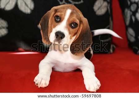 Happy beagle puppy lies on a sofa