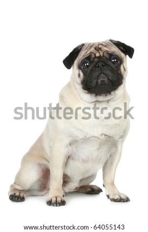 funny pug pictures. stock photo : Funny pug puppy