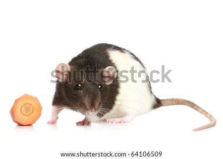 rat carrot