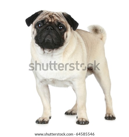 funny pug pictures. stock photo : Funny pug puppy