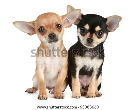 funny puppies. funny puppies chihuahua (2