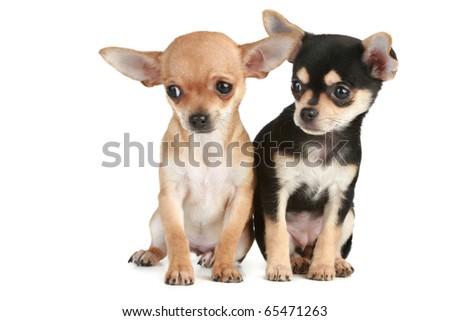 funny puppies. funny puppies chihuahua (2
