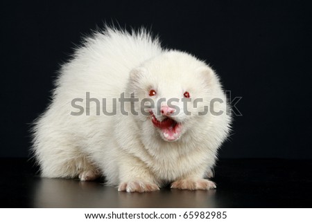 albino polecat