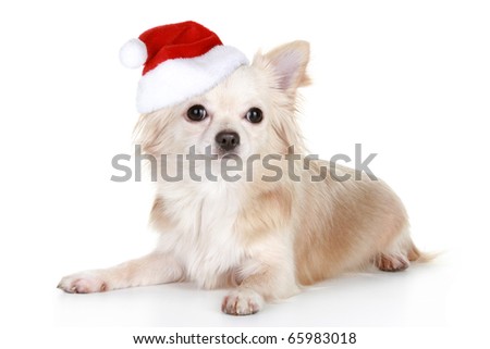 miniature long haired chihuahua puppies. long haired chihuahua puppies.