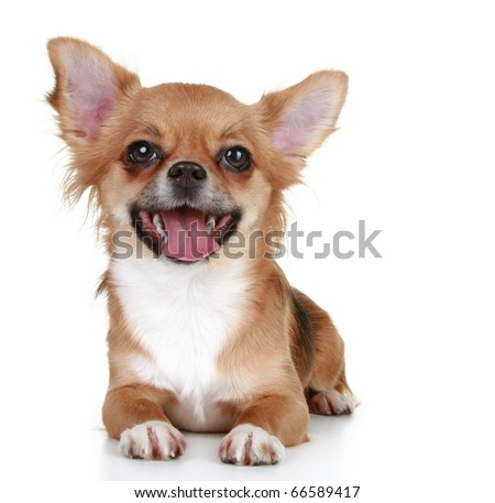 brown long haired chihuahua puppy. long-haired chihuahua