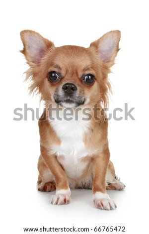 white long haired chihuahua puppies. stock photo : Brown long-haired chihuahua puppy sits on white background