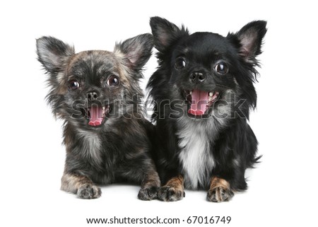 long haired chihuahua dog. Long-haired chihuahua dog