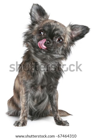 long haired chihuahua pictures. long haired chihuahua dog.