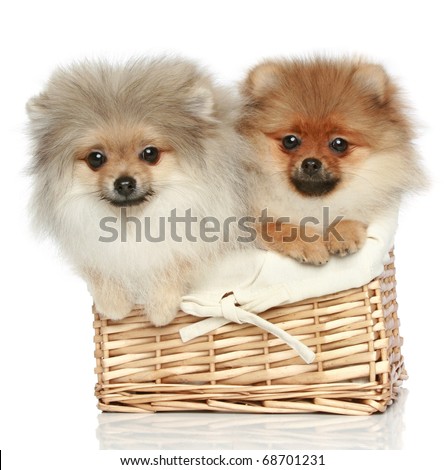 Pomeranian/Spitz mix puppies
