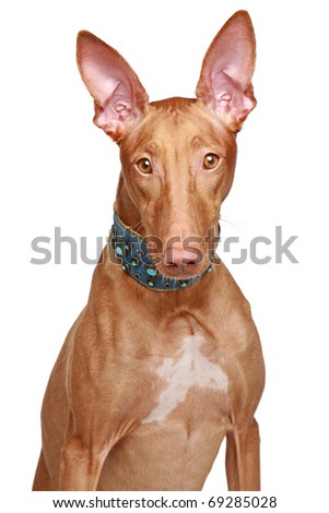 Portrait of a Pharaoh hound in collar on a white background