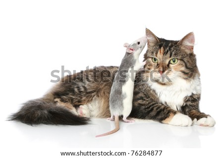 kitten rat