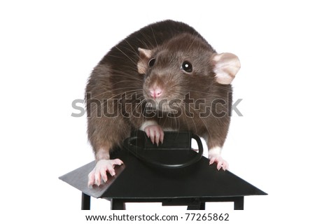 Rat Sitting