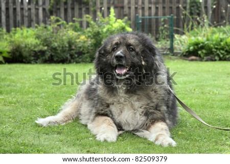 Adult Caucasian Shepherd dog lying on grass. Outdoor