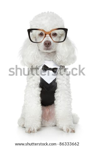 Poodle With Glasses