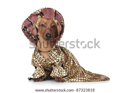 Dachshund Clothing