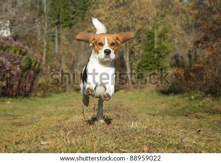 Happy Beagle dog running in autumn park