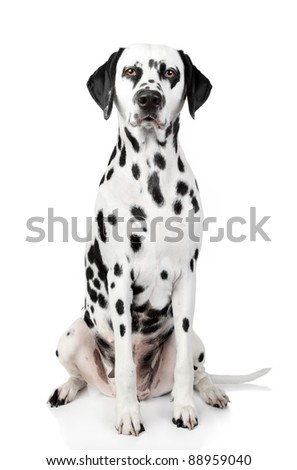dalmatian dog names