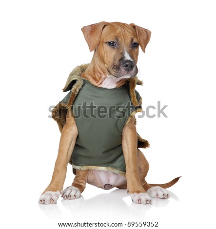 Bully sweatshirts for dogs