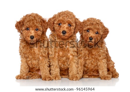  Poodle Puppies on Red Toy Poodle Puppies  2 Month  Posing On A White Background Stock