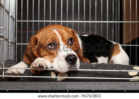 Beagle Cage