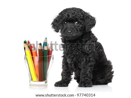 Black toy poodle puppy sitting near the glass with colored pencils