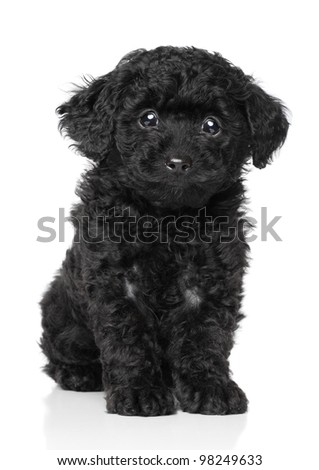 Poodle Puppy Black
