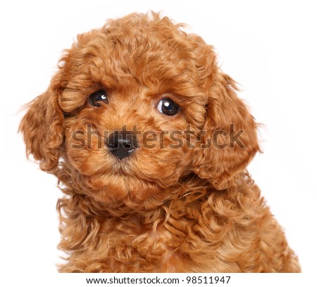 Toy Poodle Red