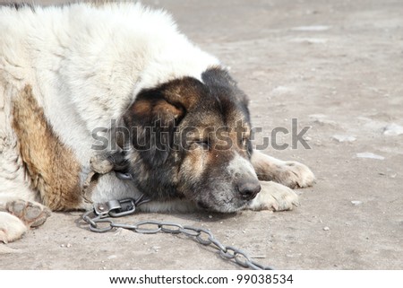 Old, sad Caucasian Shepherd watchdog. Outdoor shoot.