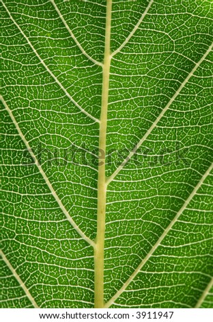 Detailed view of green leave - macro