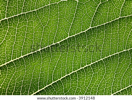 Detailed view of green leave - macro