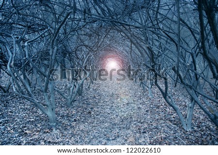 Surreal arch-like trees in a muted grayish dreamlike woods