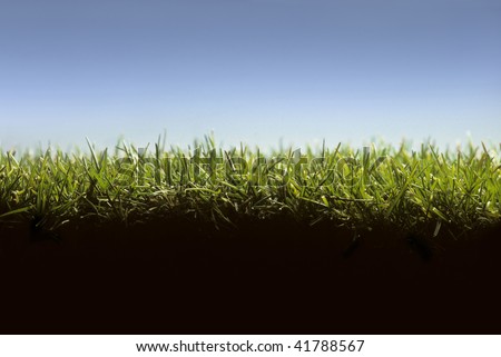Cross section of lawn showing blades of grass at ground level
