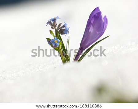 Crocus and forget-me-not in the snow