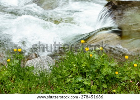 Spring flowers on mountain creek