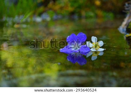 Flower petals in water
