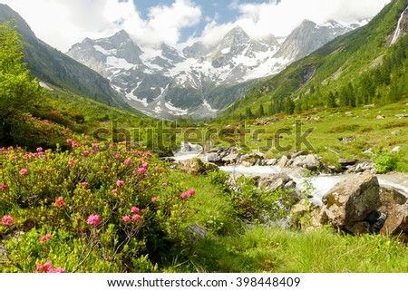 Spring time in the high mountains with rhododendrons on mountain river