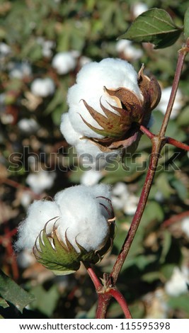 Cotton Bolls on the Plant