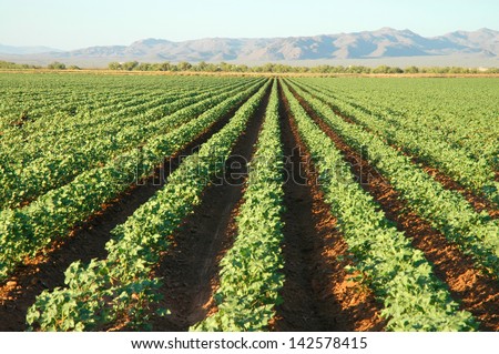 Cotton Plants With Rows Of Cotton