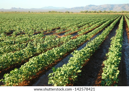 Irrigated Cotton Plants with rows of cotton
