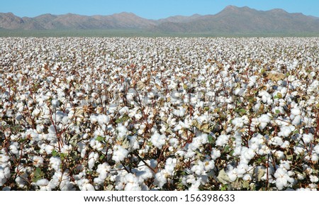 Fields Of Cotton