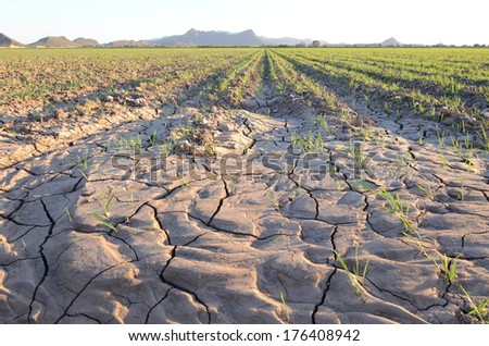 Drought Parched Recently Planted Desert Cotton Field