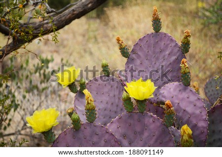 Desert Flower In Bloom