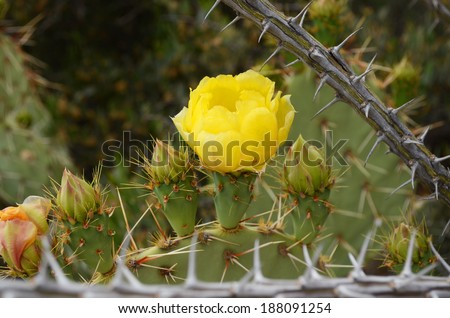 Desert Flower in Bloom among Thorns