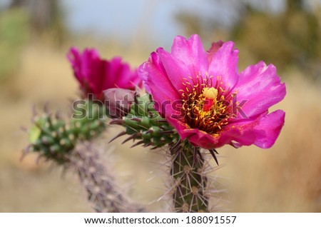 Desert Flower in Spring
