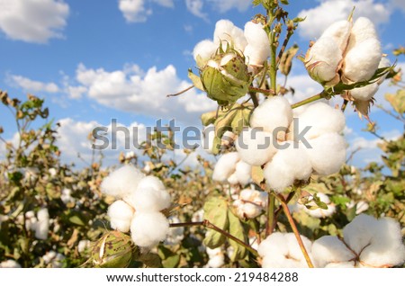 Field of Cotton Ready for Harvesting
